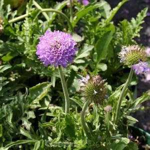 Nahaufnahme einer Tauben-Skabiose (Scabiosa columbaria) mit violetten Blüten.