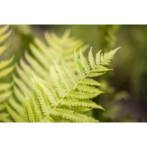 Nahaufnahme des grünen Goldschuppenfarns (Dryopteris affinis) im 9x9 cm Topf.