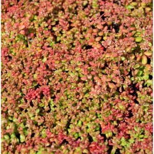 Nahaufnahme des Mauerpfeffers 'Coral Reef'. Die Staude hat rötlich-grüne Blätter und kleine Blüten.