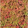 Nahaufnahme des Mauerpfeffers 'Coral Reef'. Die Staude hat rötlich-grüne Blätter und kleine Blüten.