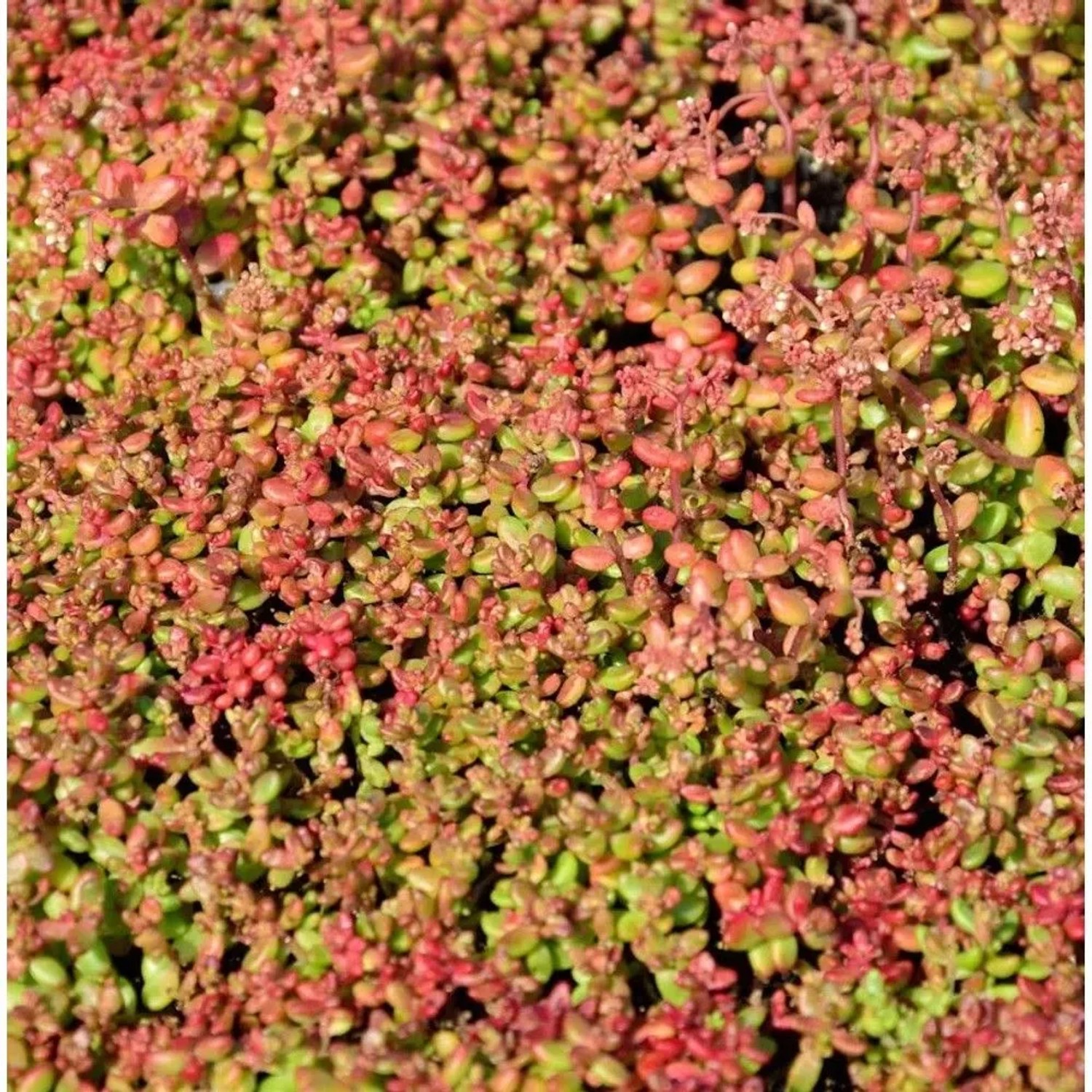 Nahaufnahme des Mauerpfeffers 'Coral Reef'. Die Staude hat rötlich-grüne Blätter und kleine Blüten.
