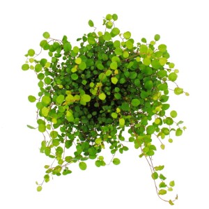 Zimmerpflanze Mühlenbeckia Complexa (Kiwi-Knöterich) im 12cm Topf, grüne Blätter.