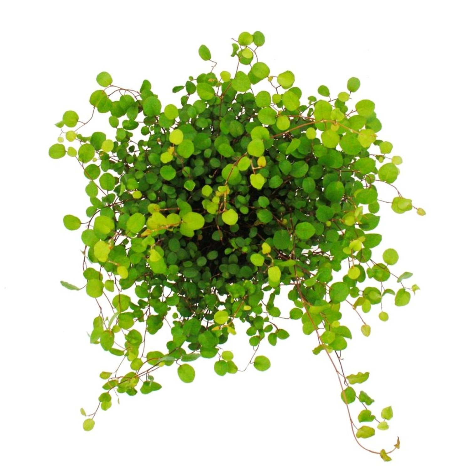 Zimmerpflanze Mühlenbeckia Complexa (Kiwi-Knöterich) im 12cm Topf, grüne Blätter.