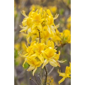 Leuchtend gelber Rhododendron Luteum (30–40 cm) in voller Blüte. Strauch für Garten und Kübel.