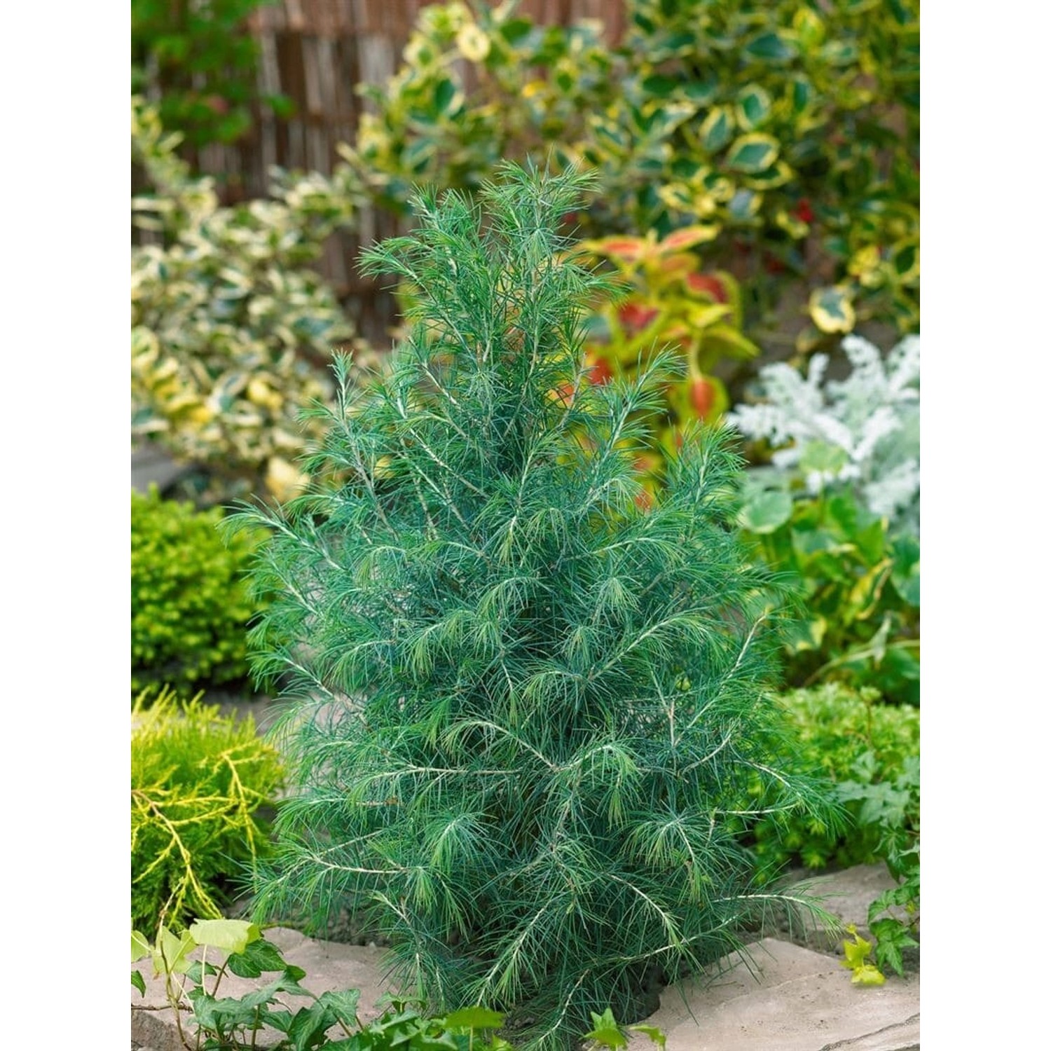 Cedrus Deodara Bushes Electra Himalaya-Zeder 100–125 cm günstig online kaufen
