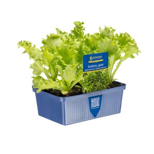 Kiepenkerl Endivie Eros im 6er Pack in blauer Schale. Frischer Salat zum Anpflanzen.
