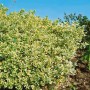 Immergrüner Spindelstrauch Euonymus Japonicus 'President Gauthier', 30-40 cm hoch.