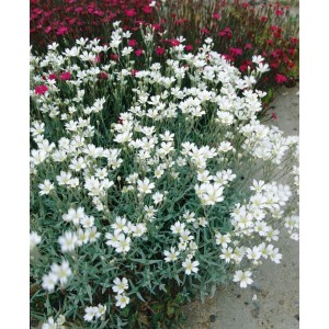 Silberteppich (Cerastium Biebersteinii) mit weißen Blüten, silbrig-graue Blätter, Bodendecker.