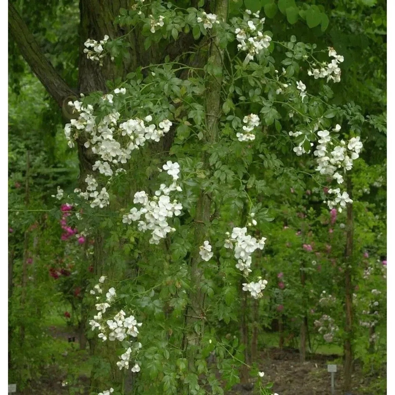 Kletterrose Sanders White Rambler 30-60cm