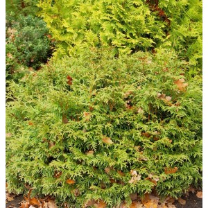 Grüner Lebensbaum 'Mecki' (Thuja occidentalis) mit kompakter, kugeliger Form.