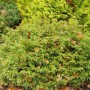 Grüner Lebensbaum 'Mecki' (Thuja occidentalis) mit kompakter, kugeliger Form.