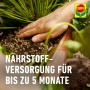 Anwendung von Compo Bio Beerendünger mit Schafwolle an einer Erdbeerpflanze.