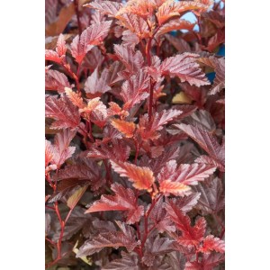 Physocarpus 'Andre': Blasenspiere mit tiefroten Blättern, Strauch für Garten und Hecke.