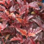 Physocarpus 'Andre': Blasenspiere mit tiefroten Blättern, Strauch für Garten und Hecke.