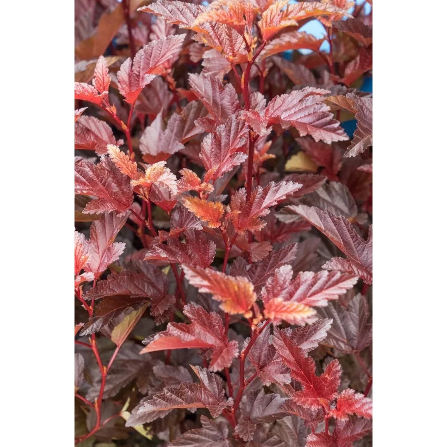 Physocarpus 'Andre': Blasenspiere mit tiefroten Blättern, Strauch für Garten und Hecke.