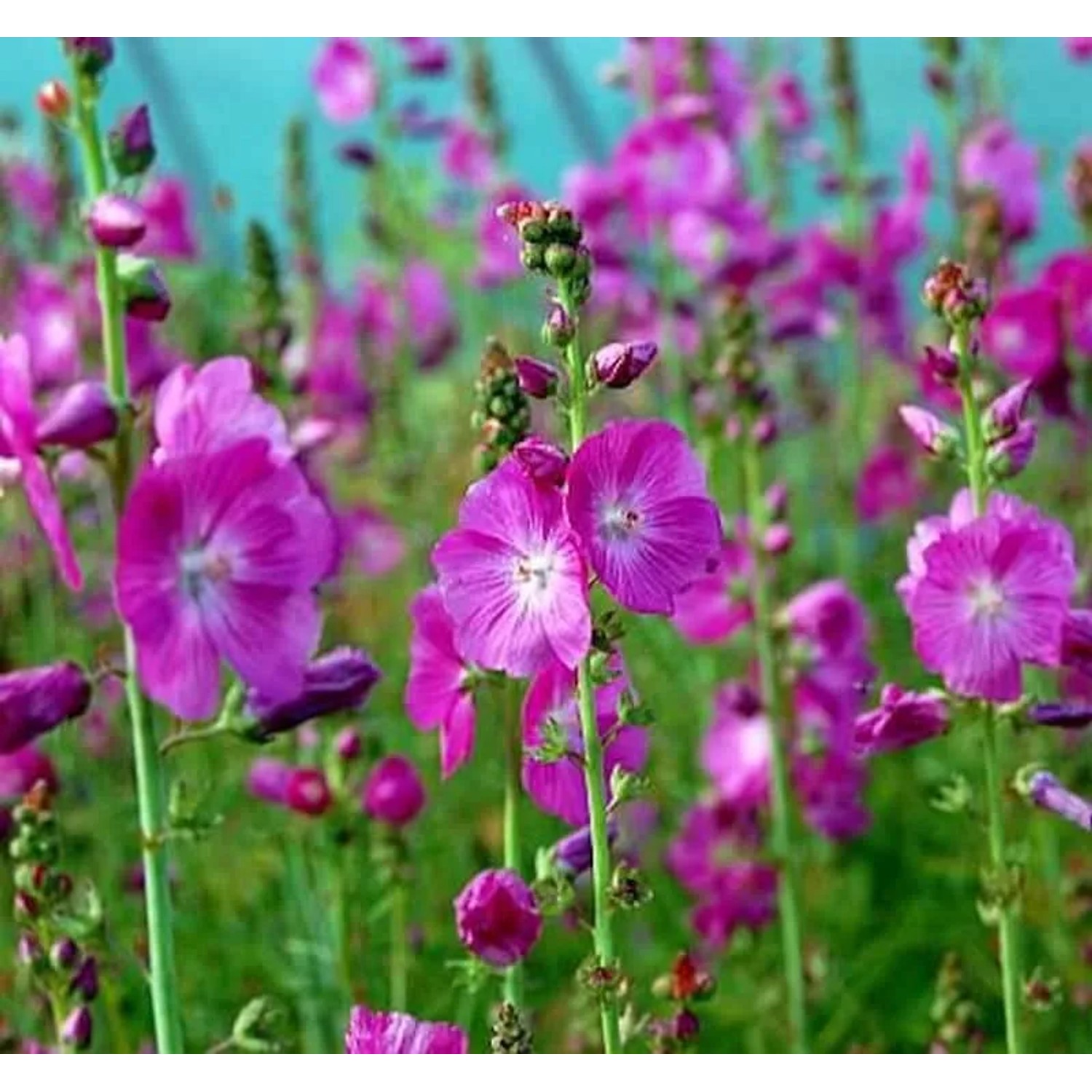 Prärie Malve Partygirl - Sidalcea malviflora