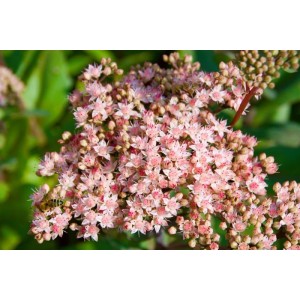 Nahaufnahme der rosa Blüten der Sedum Telephium 'Joyce Henderson' Fetthenne.