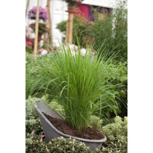 Grüne Rutenhirse 'Northwind' im Topf, dekorativ in einer Schubkarre präsentiert.