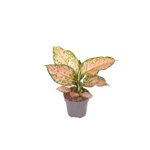 GROW by OBI Kolbenfaden, grün-rote Aglaonema im 12 cm Topf, Höhe 30-35 cm.
