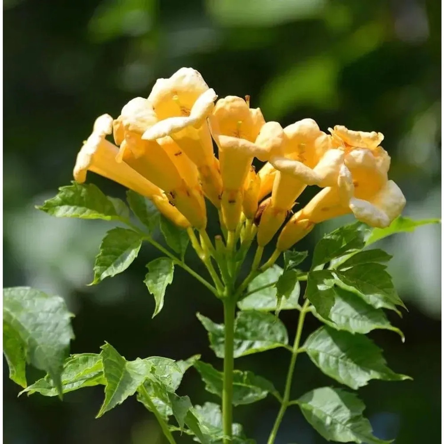 Gelbe Klettertrompete 40-60cm - Campsis radicans