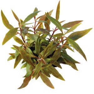 Dennerle Aquariumpflanze Alternanthera Reineckii Mini, rote Wasserpflanze für Nano Aquarium