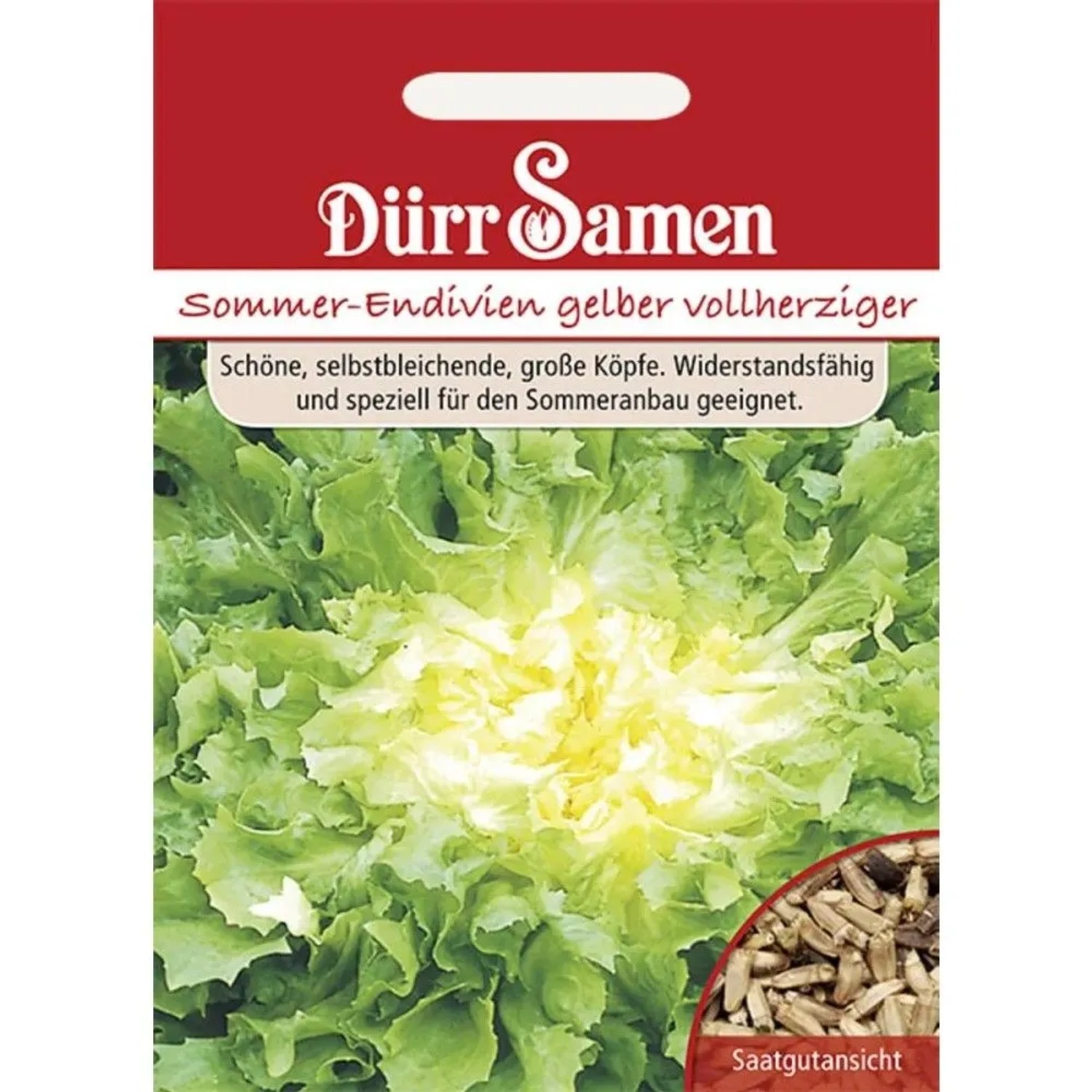 Dürr Samen Sommer-Endivien Gelber Vollherziger Saatgut