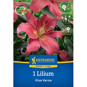 Kiepenkerl Baumlilie Visa Versa mit rosa Blüte, Nahaufnahme.