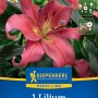 Kiepenkerl Baumlilie Visa Versa mit rosa Blüte, Nahaufnahme.