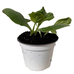 Junge grüne Zucchini-Pflanze im Topf (ca. 12 cm Ø).