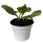 Junge grüne Zucchini-Pflanze im Topf (ca. 12 cm Ø).