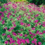 Armenischer Storchschnabel (Geranium Psilostemon) im 2-3 Liter Container mit leuchtend pinken Blüten.