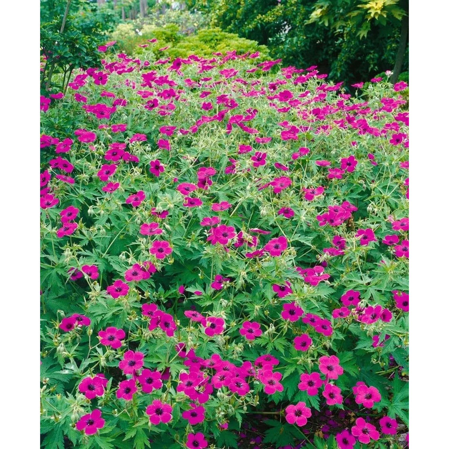 Armenischer Storchschnabel (Geranium Psilostemon) im 2-3 Liter Container mit leuchtend pinken Blüten.