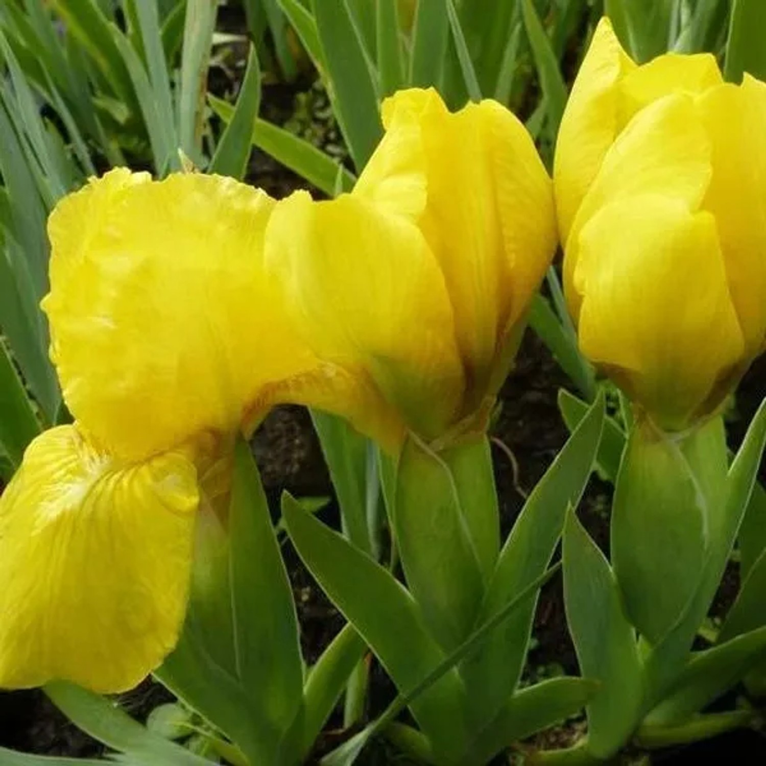 6 x Zwerg-Schwertlilie 'Brassie' Iris pumila Topf 9cm Gelbe Blüten