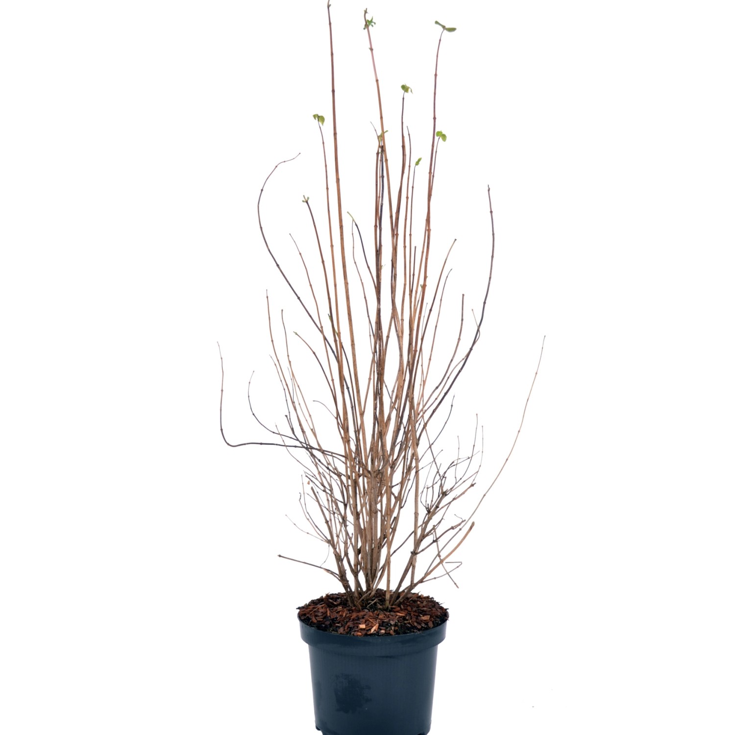 Gartenjasmin Snowgoose Höhe ca. 60-80 cm Topf ca. 4,5 l Philadelphus günstig online kaufen