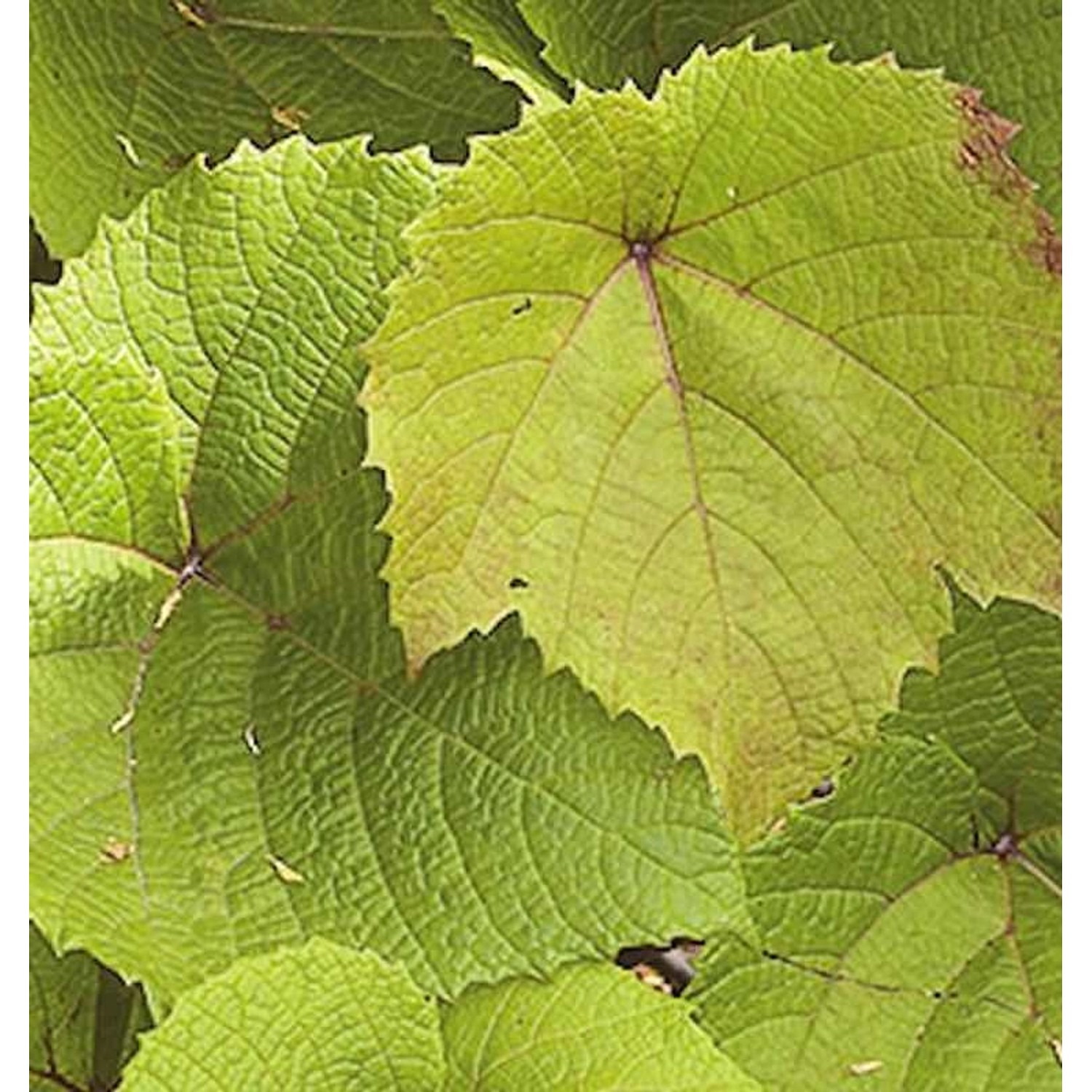 Rostrote Rebe 60-80cm - Vitis coignetiae günstig online kaufen