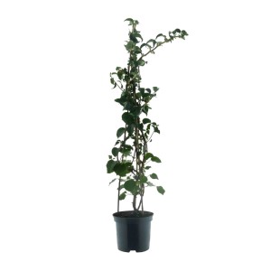 Kletterhortensie im Topf, ca. 80-100 cm hoch, grüne Blätter, noch keine Blüten.