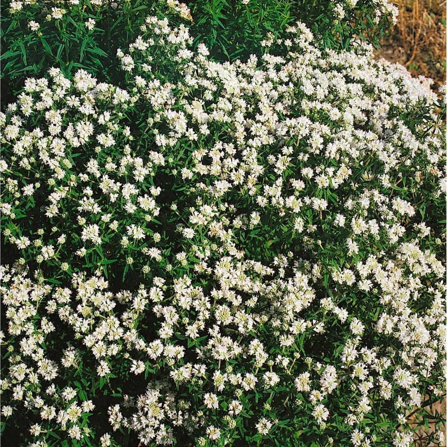 Pycnanthemum Flexuosum Ca. 9x9 cm Topf günstig online kaufen