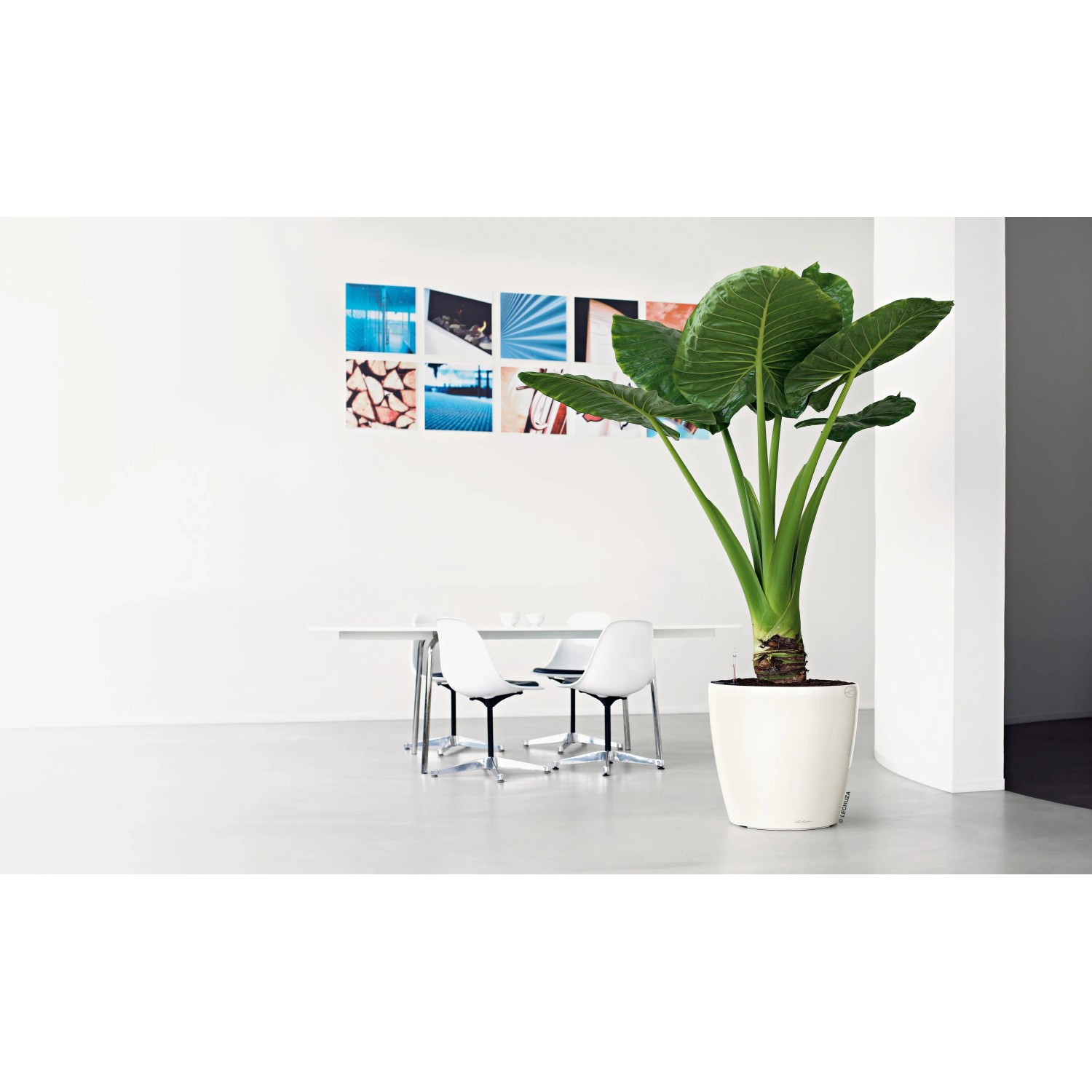 Weißes, hochglänzendes Lechuza Classico Premium Pflanzgefäß (Ø 60 cm) mit Pflanze.