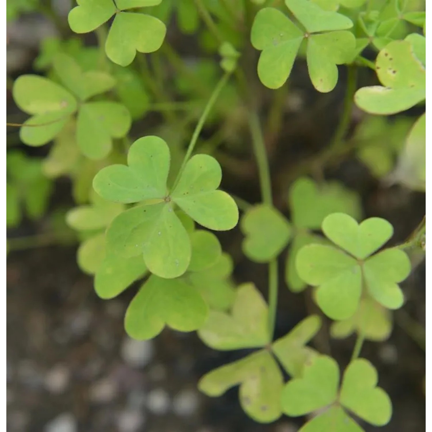 Redwoodwälder-Sauerklee - Oxalis oregana