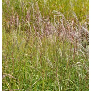 Chinaschilf 'Vorläufer' (Miscanthus sinensis), Ziergras mit filigranen Blütenständen im Gegenlicht.