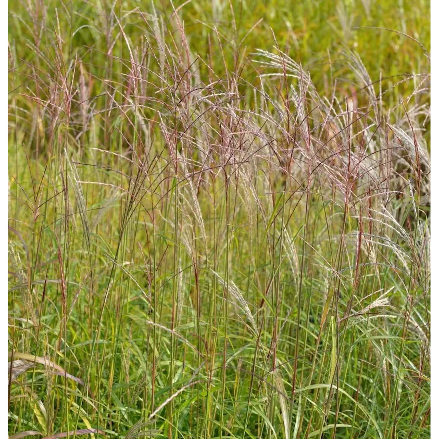 Chinaschilf Vorläufer - Miscanthus sinensis