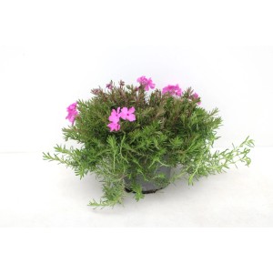 GROW by OBI Polster-Phlox Jumbo mit pinken Blüten, ca. 22 cm hoch.