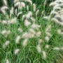 Detailaufnahme: Lampenputzergras 'Herbstfreude' mit filigranen Blütenständen im Garten.