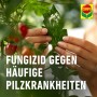 Compo Ortiva Pilz-frei: Hände inspizieren Blatt einer Tomatenpflanze. Rosenschutzmittel gegen Pilzbefall.