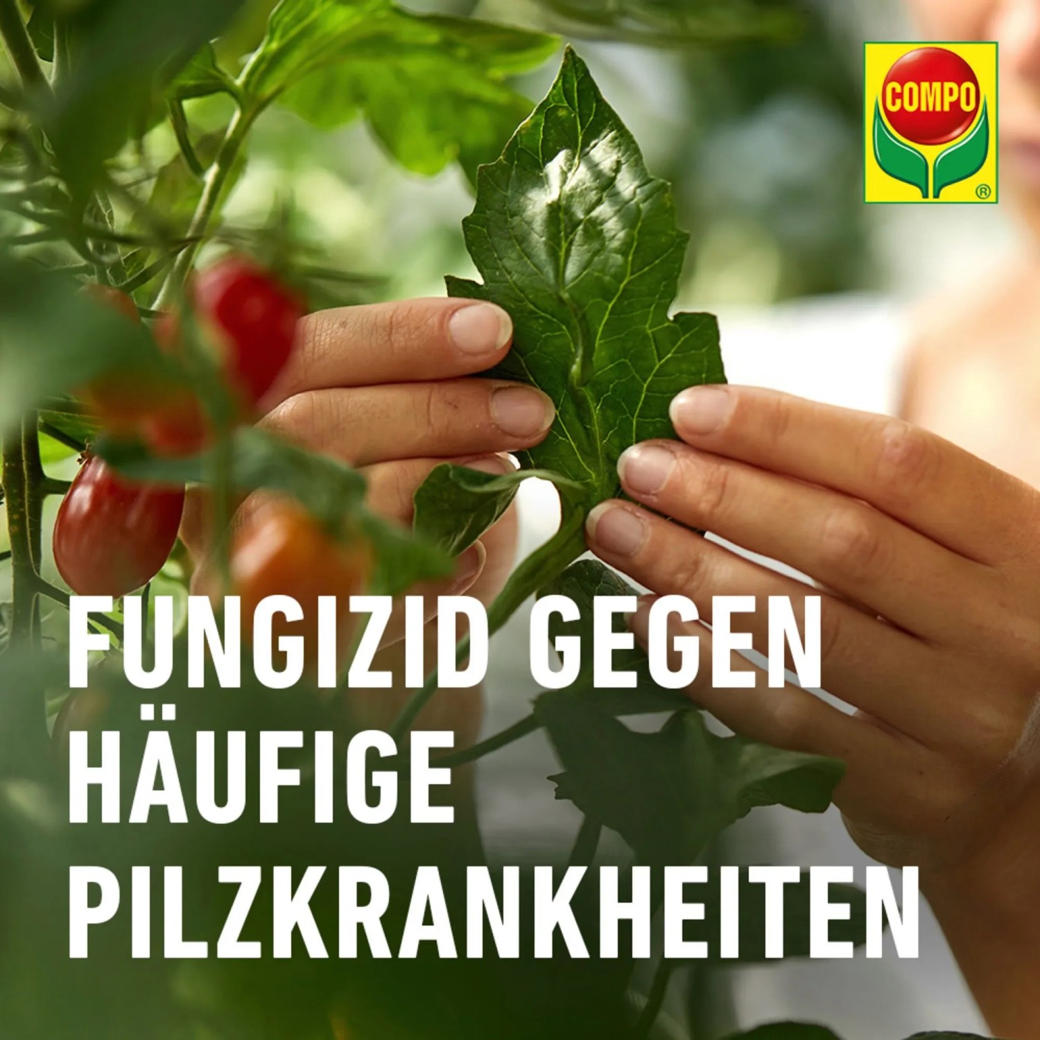 Compo Ortiva Pilz-frei: Hände inspizieren Blatt einer Tomatenpflanze. Rosenschutzmittel gegen Pilzbefall.