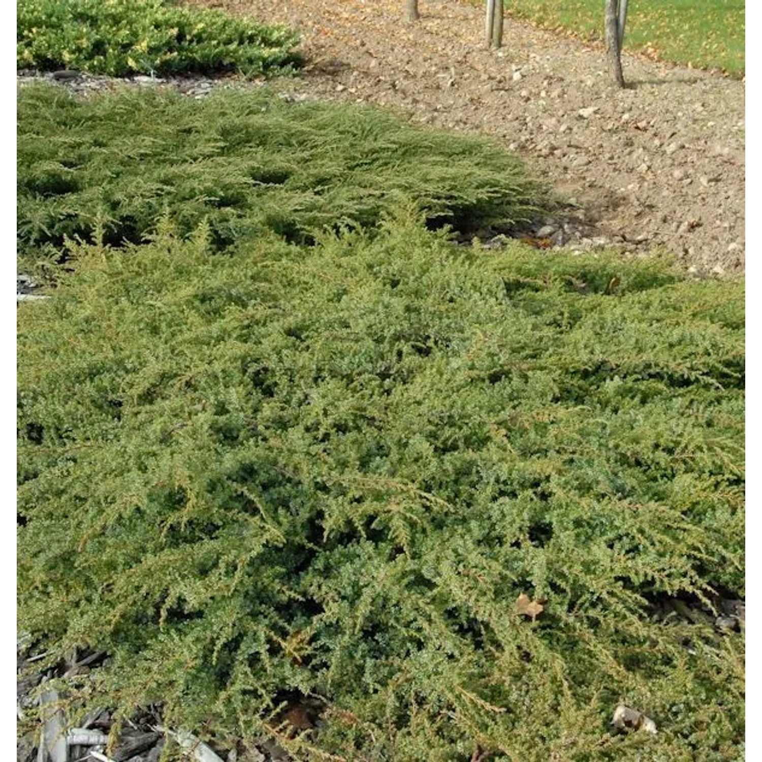 Kriechender Heidewacholder Hornibrook 100-125cm - Juniperus communis Hornibrookii