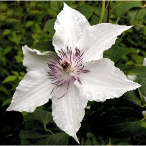 Nahaufnahme einer weißen Waldrebe (Clematis) Gladya Picard Blüte mit dunklen Staubgefäßen.