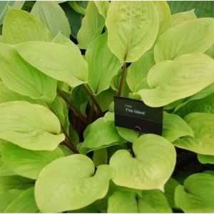 Funkie 'Fire Island' (Hosta cultorum) mit hellgrünen Blättern, eine dekorative Staude für den Garten.