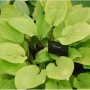 Funkie Fire Island - Hosta cultorum