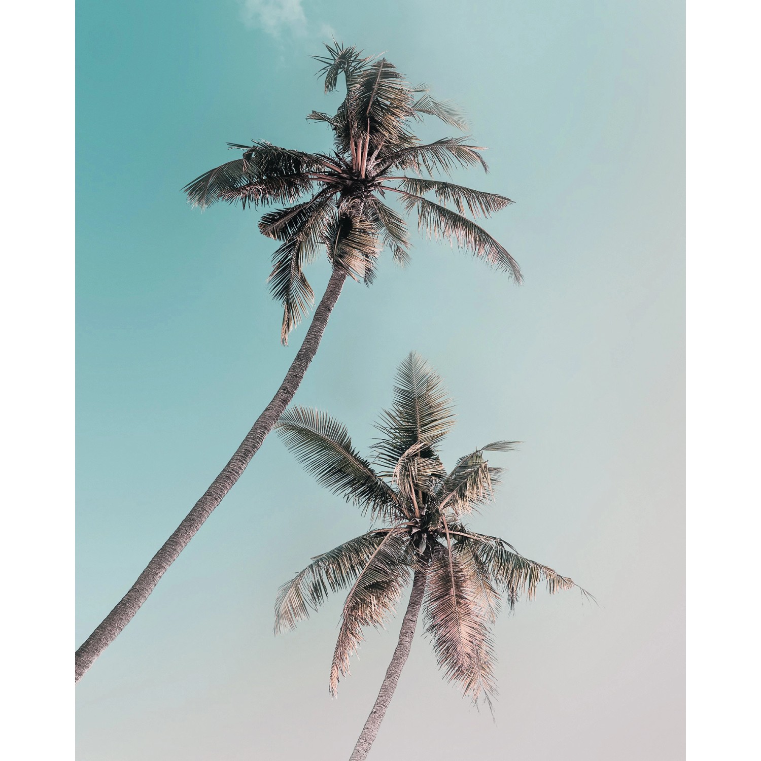 Komar Wandbild Miami Palms 40 x 50 cm günstig online kaufen